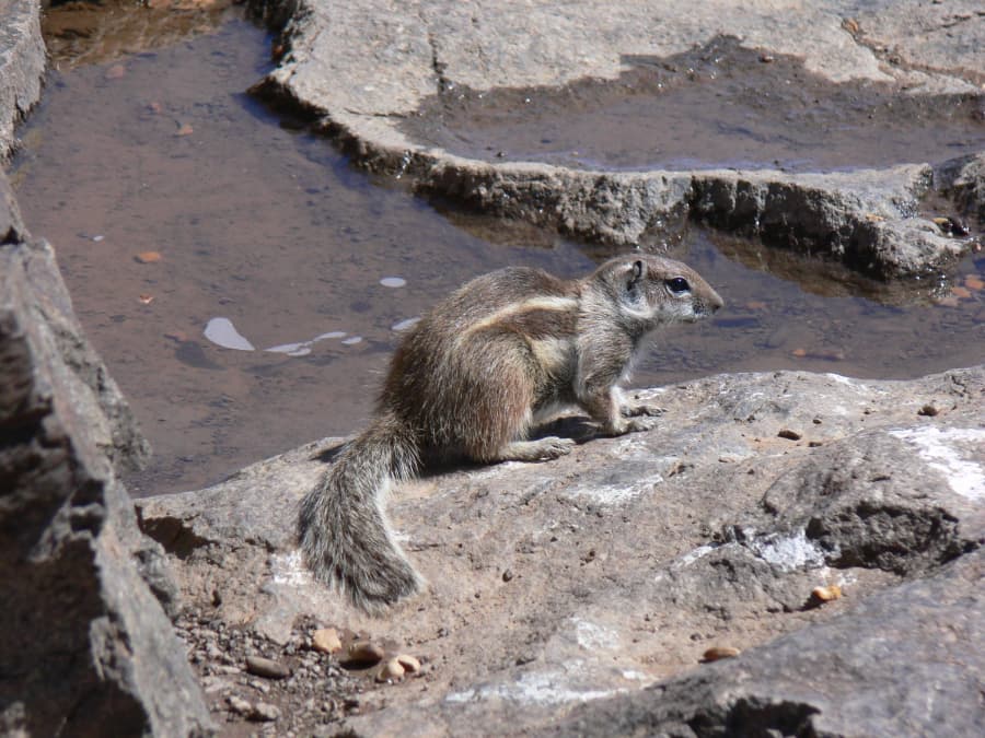 2026-01-21-01-veverka berberská.jpg